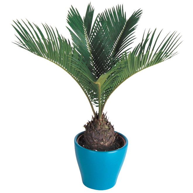 Palm in Clay Pot, 6-in