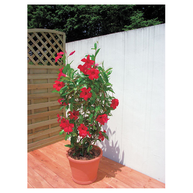 Mandevilla Hanging Basket Suntory Crimson Assorted 10-in