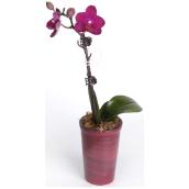 Phalaenopsis Orchid - Assorted