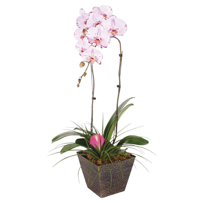 Bromeliad Orchid - Assorted