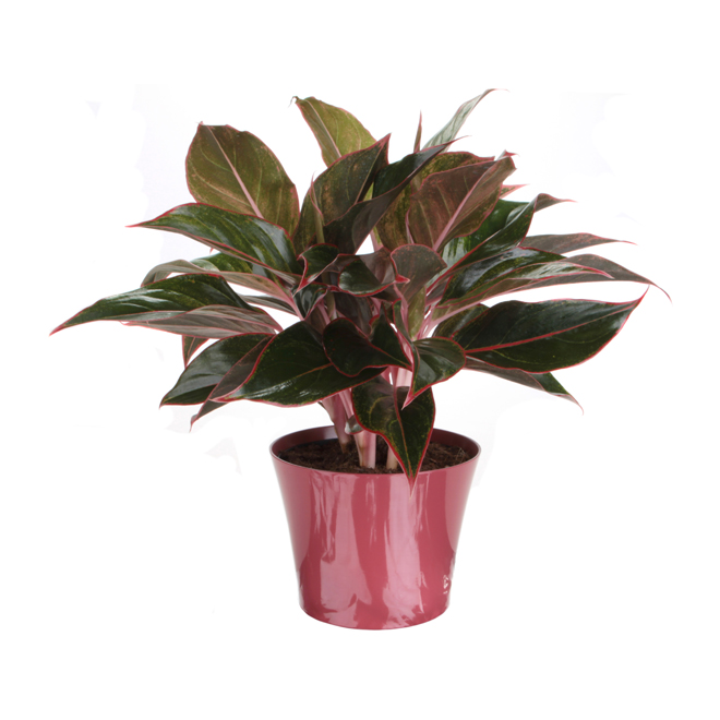 Costa Nursery Aglaonema Agr06 Rona