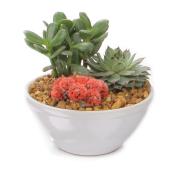 Cactus and Succulent Garden - 6" Ceramic Gems - Assorted