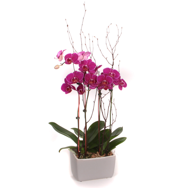 Orchid Garden - 3 1/2-In - Assorted