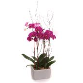 Orchid Garden - 3 1/2-In - Assorted