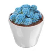 Desert Gems Mini Cactus in Ceramic Pot - 4" - Assorted Colours