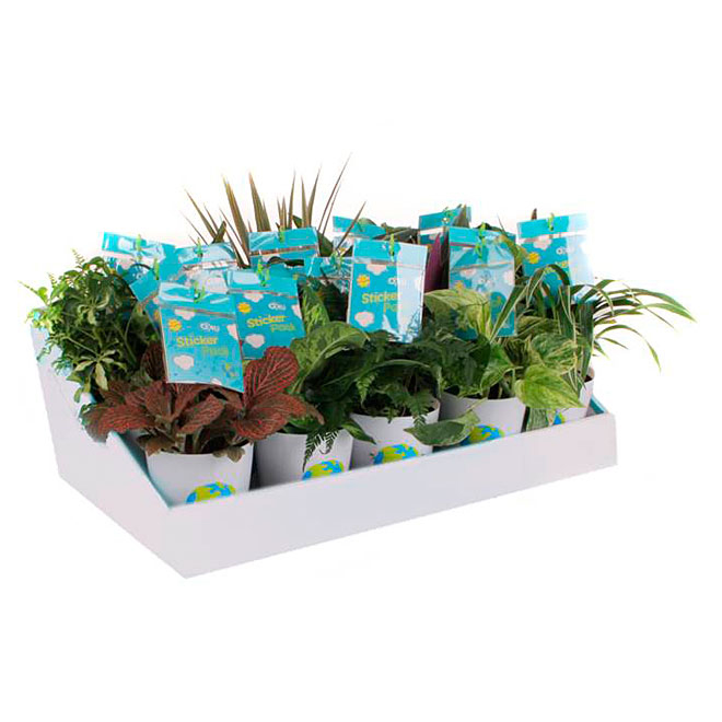 Assorted Tropical Plant for Kids - 4" Cover Pot