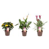 Tropical Plants - Shade of Summer Collection - Cover Pot 8'' - Assorted