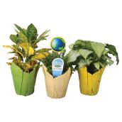 Assorted Tropical Indoor Plants - Kraft Pot 4-in