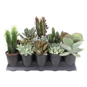 Assorted Succulent - 5-in