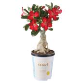 Desert Rose - 6 In