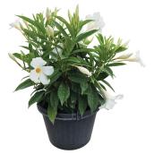 Mandevilla, couleurs assorties, panier suspendu de 8 po
