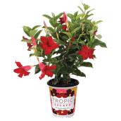 Mandevilla - Assorted