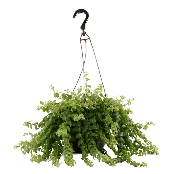 Hanging Basket - 6.6" - Assorted