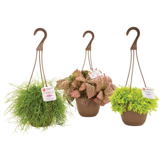 Hanging Basket - 6.6" - Assorted