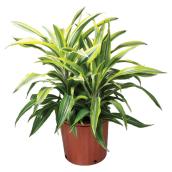 Dracaena Warneckii - 10'' Pot