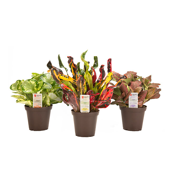 Assorted Indoor Plants - 4.8'' Pot