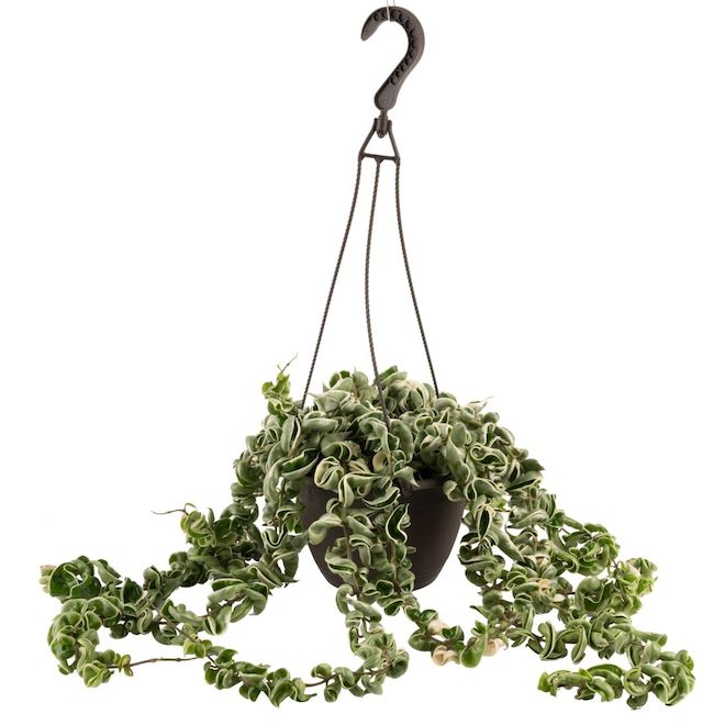 Hanging Basket Assorted Foliages 8-in