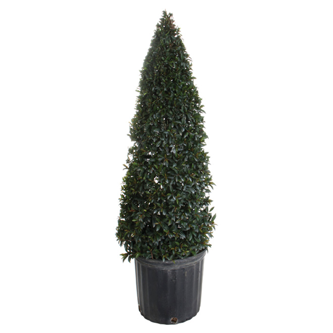 Cone-Shaped Eugenia - 10"