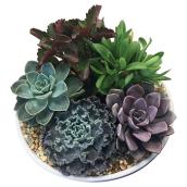 Assorted Succulent Garden - 10'' Ceramic Pot