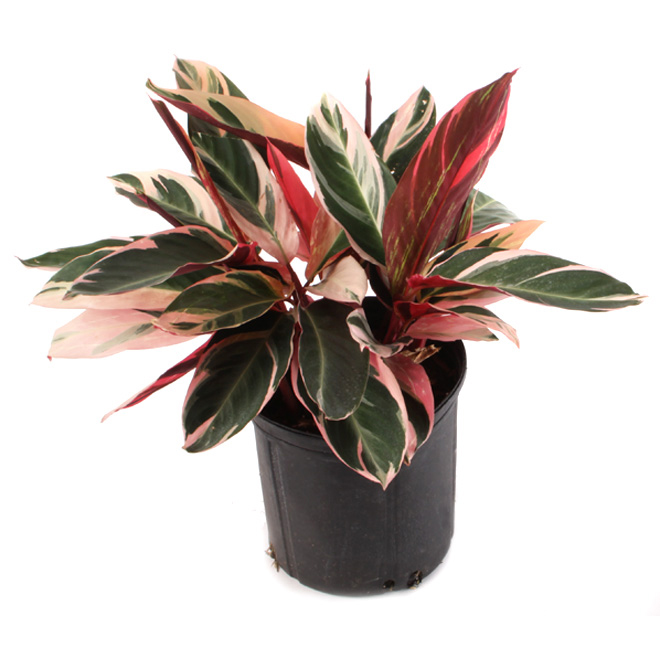 Stromanthe 10-In Pot