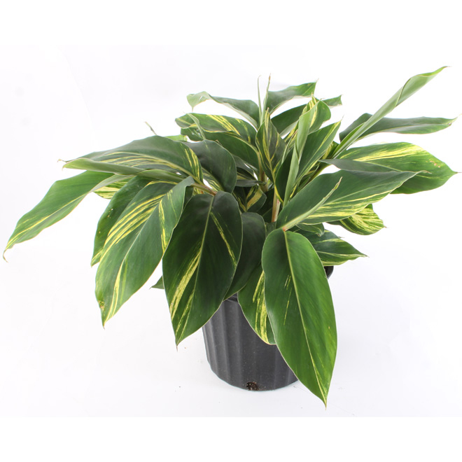 Costa Nursery Variegated Ginger in 10-in Pot GN10 | RONA