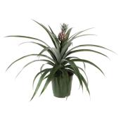 Pineapple Plant - 5"