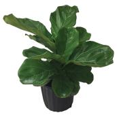 Ficus Lyrata "Fiddle Leaf Fig Tree" - 10" - Dark Green