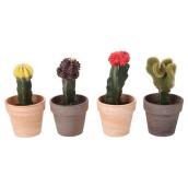 Assorted Cactus - 4'' Clay Pot