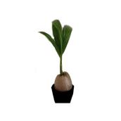 Coconut in Grower Pot - 6"