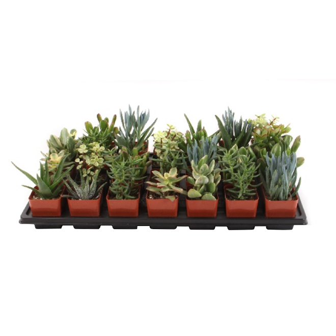 COSTA NURSERY Succulents - 2.5 In Grower Pot - Assorted ASGP2