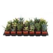 Succulents - 2.5 In Grower Pot - Assorted