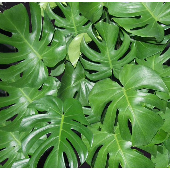 Assorted Philodendron - 10'' Grower Pot