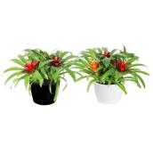 Bromeliad - 6 In - Assorted