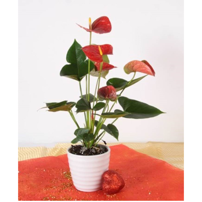 Anthurium - 4-in Ceramic Pot - Assorted