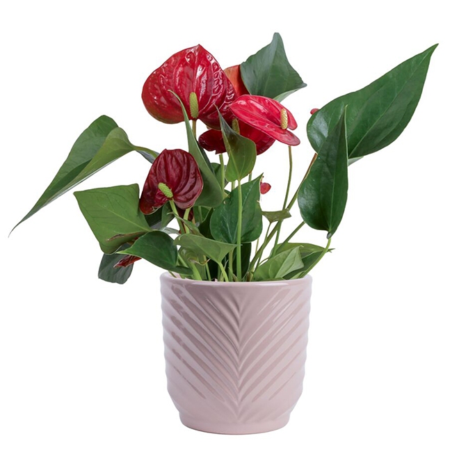 Anthurium - 4-in Ceramic Pot - Assorted