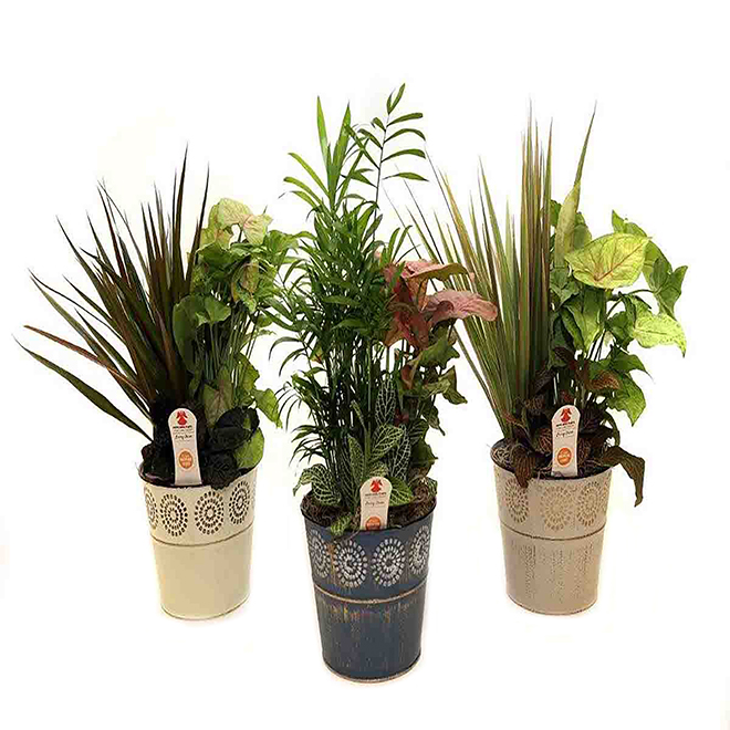 Choice of Three Foliage Gardens - 6 CE60AGSUN Choice of Three Foliage Gardens - 6 CE60AGSUN