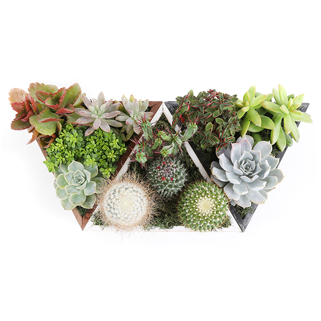 Cactus And Succulent Arrangement 8 3 38pcnswdgrn Rona