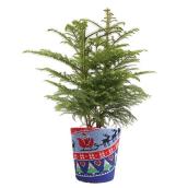 Norfolk Pine - 6'' Holiday Theme Planter