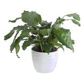 Calathea Musaica 'Network' - 6'' Ceramic Pot