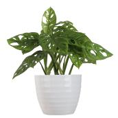 Swiss Cheese Plant, Tropical - 6'' - Green