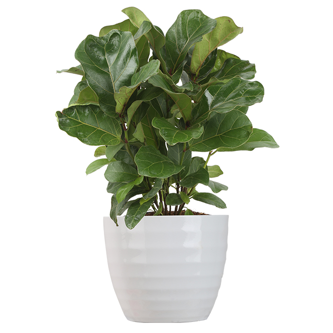 Ficus Bambino - Tropical - 6'' Ceramic Pot