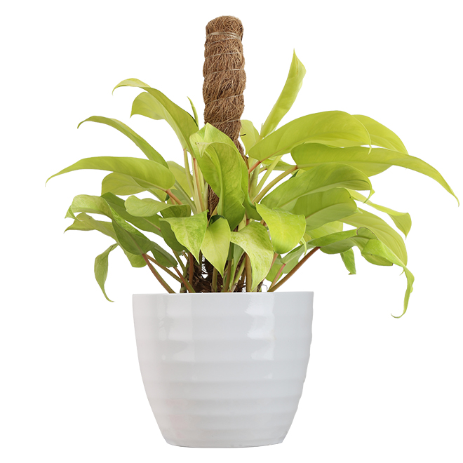 Philodendron - Goddess - 6-in - Golden