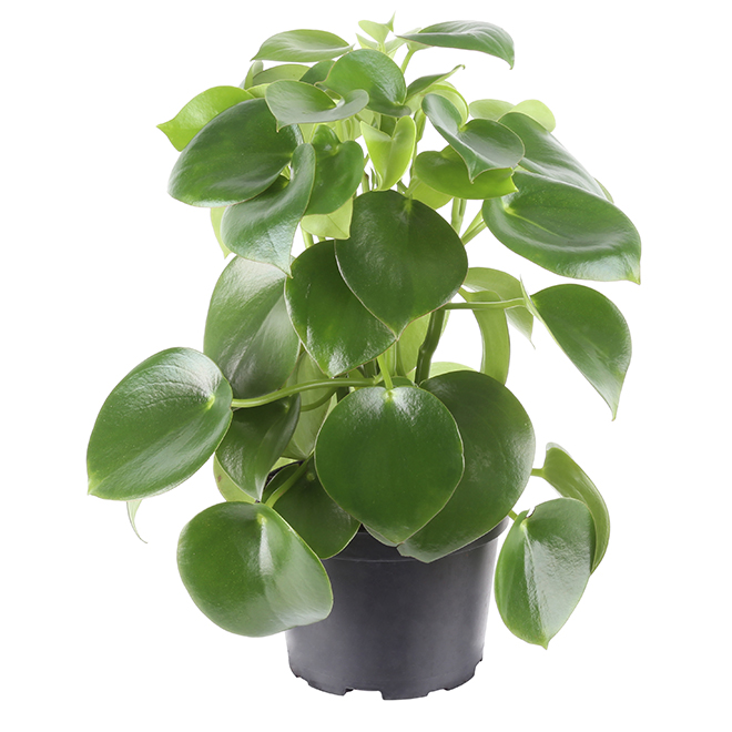 Philodendron - Raindrop - 6''