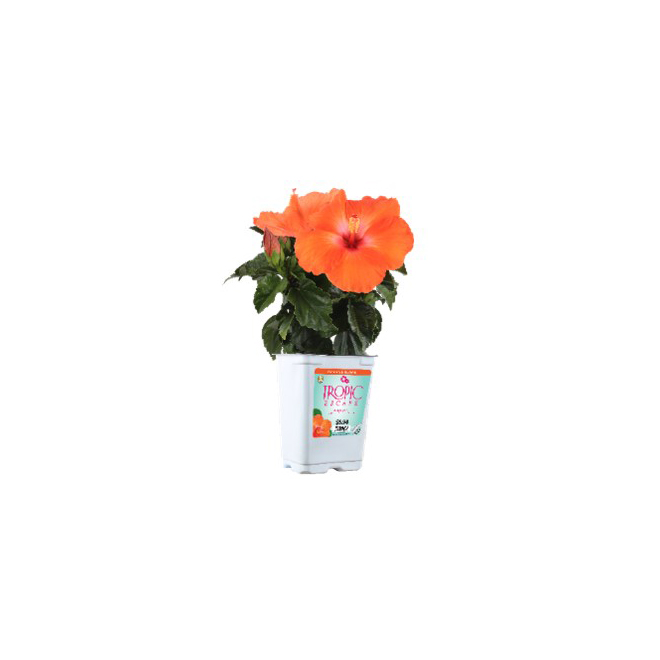 Assorted Hibiscus Bush - 4-in Pot