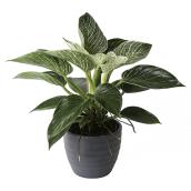 Birkin Philodendron 6-in