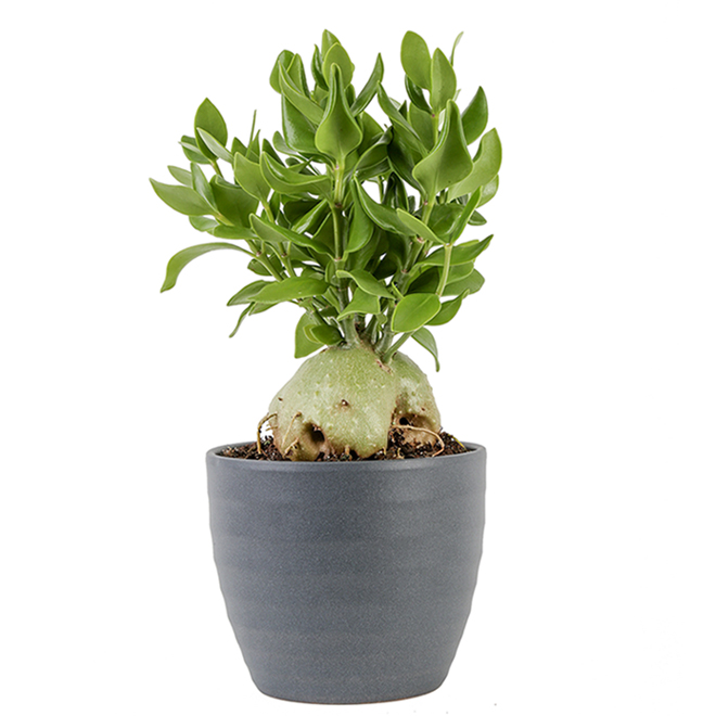 Papuanum Ceramic Pot 6-in - Green