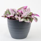 Nanouk Tradescantia - Ceramic Pot 6-in