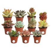 Succulentes assorties mini 2 po