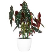 Begonia Ceramic Pot 6-in