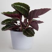 Costa Nursery Interior Plant Calathea Pink Star - 6-in Pot